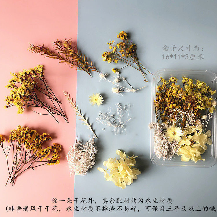 Wholesale Eternal Flower Baby's Breath Daisy Dried Flower Floating Flower Pressed Flower Kindergarten Handmade Flower Art Diy Filling Material